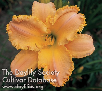 Daylily Garden Symphony
